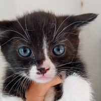 Gattino incrocio persiano