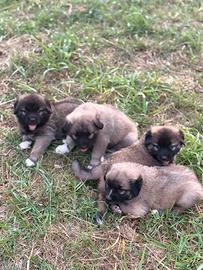 Cuccioli Caucaso X pastore abruzzese-kangal
