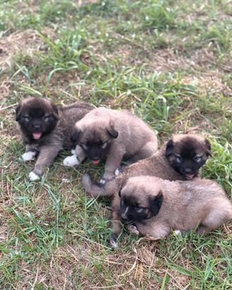 Cuccioli Caucaso X pastore abruzzese-kangal