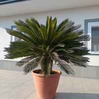 cycas  pianta