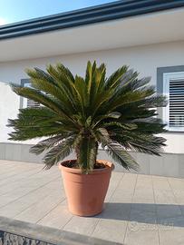 cycas  pianta