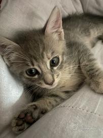 Luna dolcissima gattina