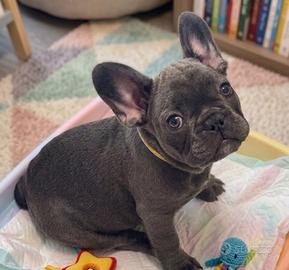CUCCIOLA di BULLDOG FRANCESE BLU pag agevolato
