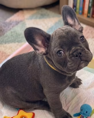 CUCCIOLA di BULLDOG FRANCESE BLU pag agevolato