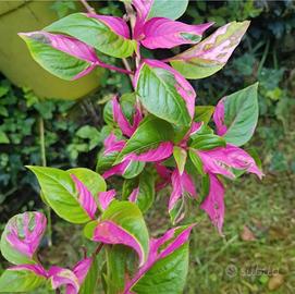 Alternanthera party time.