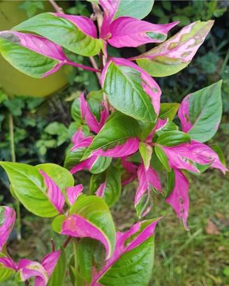 Alternanthera party time.