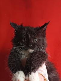 Maine Coon Cucciolo Pedigree