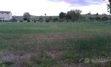 Terreno edificabile e agricolo con fabbricato opz