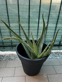 Aloe vera
