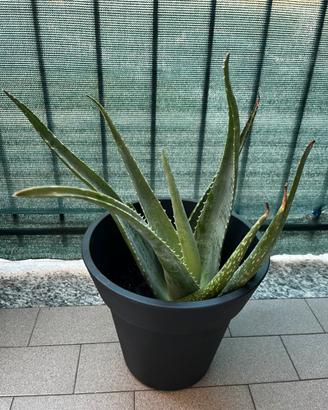 Aloe vera
