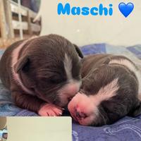 Amstaff blue