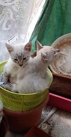 Cuccioli di siamese tradizionale