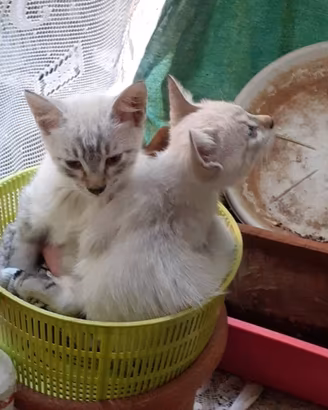 Cuccioli di siamese tradizionale