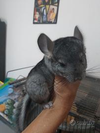Cincila