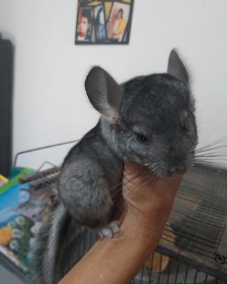Cincila