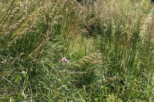 Rustico Castellabate