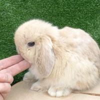 Cuccioli coniglietti minilop