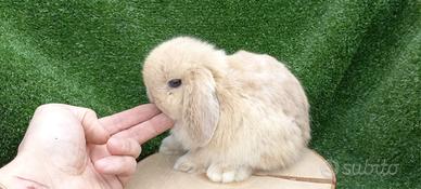 Cuccioli coniglietti minilop