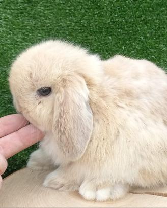 Cuccioli coniglietti minilop