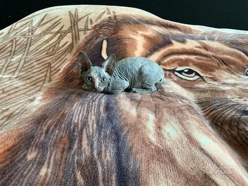 Cuccioli di Canadian Sphynx