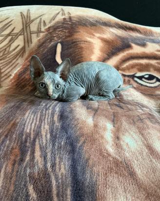 Cuccioli di Canadian Sphynx