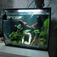 acquario 35 litri con accessori 