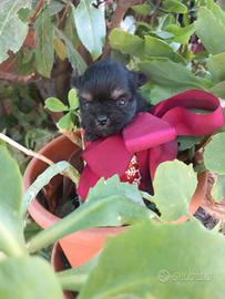 Mia spitz toy cucciola