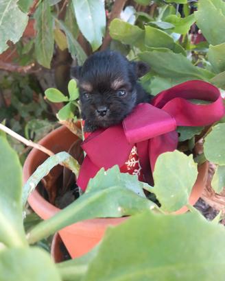 Mia spitz toy cucciola