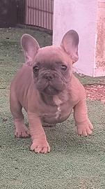 Cucciolo bulldog francese maschio