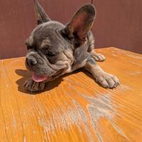 Bulldog francesi cuccioli blu