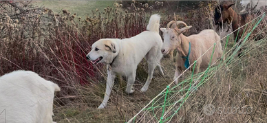 Cane da guardia e antilupo