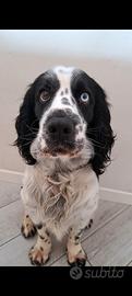 Cocker Spaniel Inglese da Monta