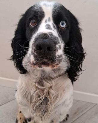 Cocker Spaniel Inglese da Monta
