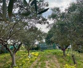 Terreno uso agricolo 2500 mq