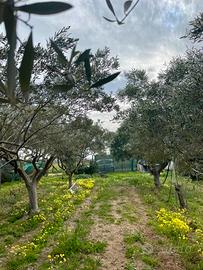 Terreno uso agricolo 2500 mq