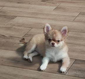 Chihuahua con pedigree