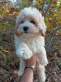 Cuccioli di maltipoo