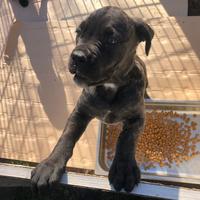 Cucciola Cane Corso Provincia di Roma