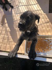 Cucciola Cane Corso Provincia di Roma