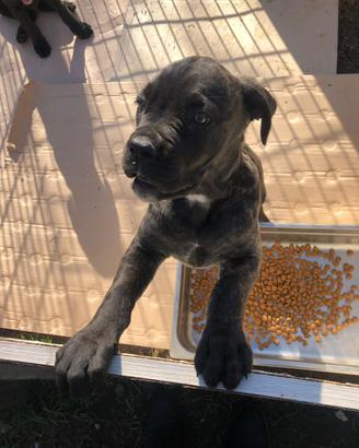 Cucciola Cane Corso Provincia di Roma