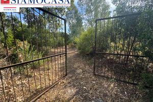 Terreno di 10.000 mq con decine di piante di ulivo