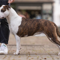 Amstaff
