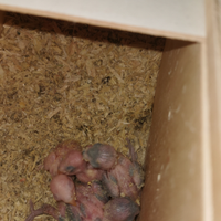 Pulli di inseparabili