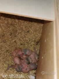 Pulli di inseparabili