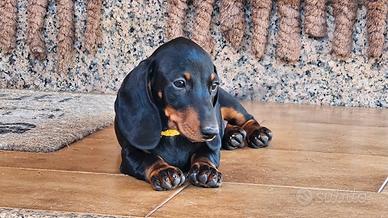 Cuccioli bassotto pelo corto