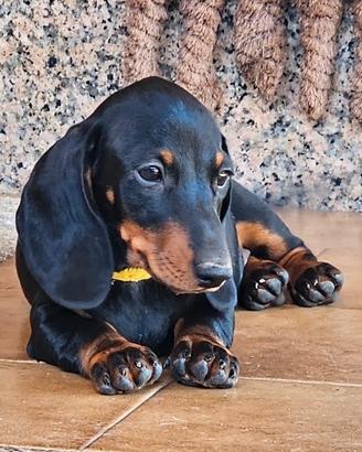 Cuccioli bassotto pelo corto
