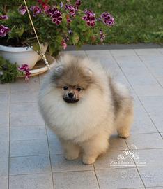Pomerania Maschio linea Americana