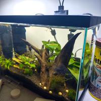 acquario betta completo 