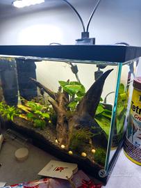 acquario betta completo 