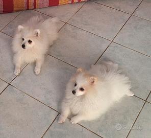 2 Maschietti
